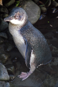 Little Blue Penguin (Eudyptula minor) - BioExpedition
